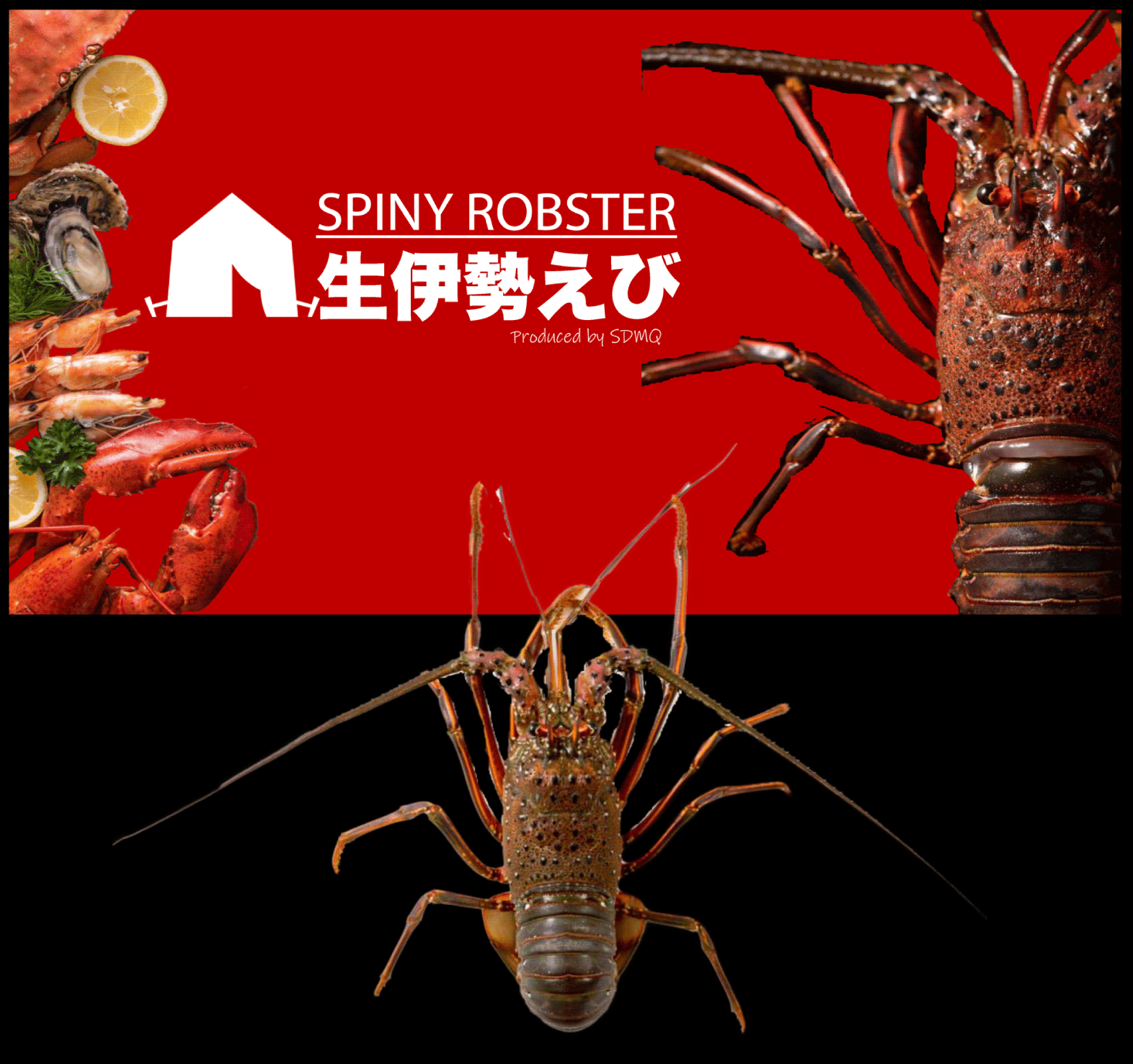 robuster09